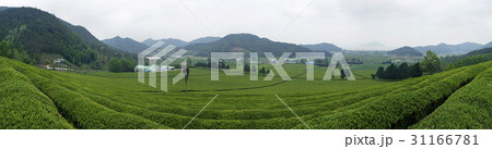 緑茶畑 宝城郡 全羅南道 31166781