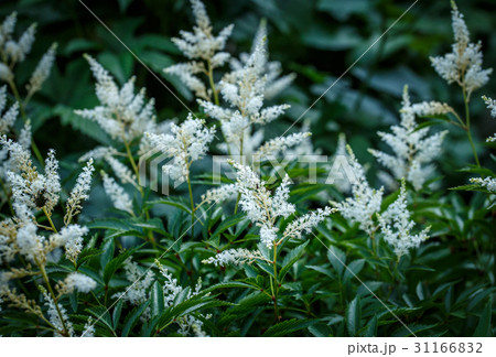 泡盛升麻 31166832