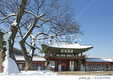 冬 季節 ケヤキ 31167046