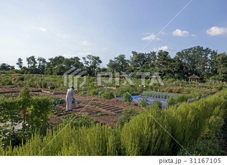 ノドゥル島 田畑 ソウル 31167105
