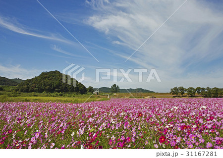 花畑 栗谷湿地公園 コスモス 31167281