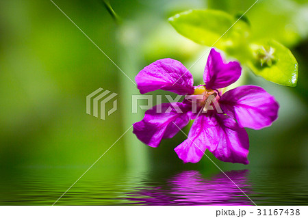 Flower beautiful water reflection Flower beautiful water reflection 31167438