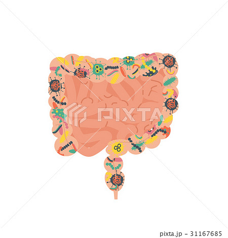 gut human digestive system gut human digestive system 31167685