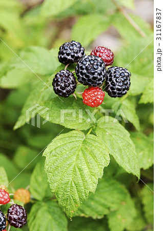 トックリイチゴ 植物 実 31167837