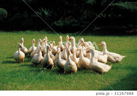 多数 動物 アヒル 31167988