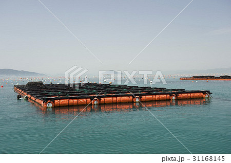 全羅南道 アワビ アワビの養殖場 31168145