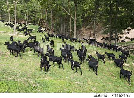 全羅南道 草原 韓国 31168157