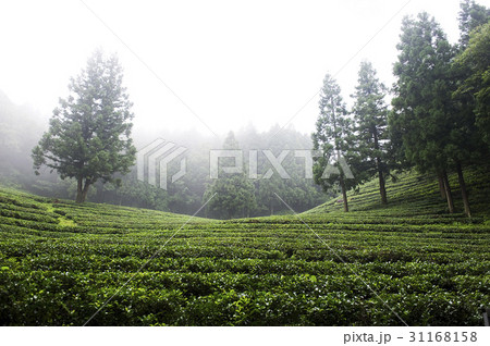 緑茶畑 の多元 宝城郡 31168158