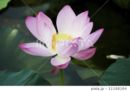 花 植物 蓮 31168164