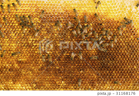 動物 ハニカム クローズアップ 31168176
