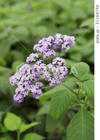 花 植物 葉 31168740