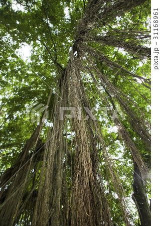 樹木 樹 ツリー 31168961