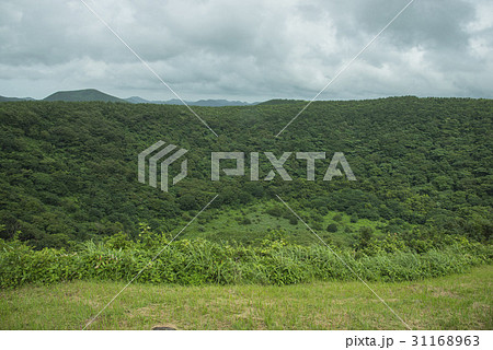 緑 緑色 森 31168963