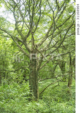 済州島 国定記念碑 天然記念物 31168964