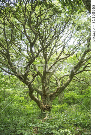 樹木 樹 ツリー 31168968
