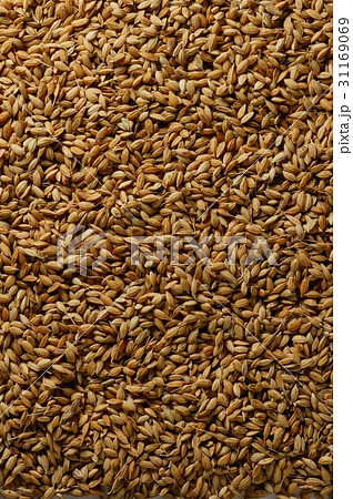 穀物 穀物の背景 農作物 31169069
