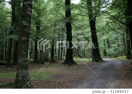 木 南島 ニュージーランドの 31169437