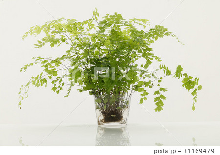 ヌキ 切り抜き 静物 31169479