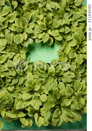 緑 緑色 植物 31169480