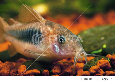観賞魚 動物 水中 31169517
