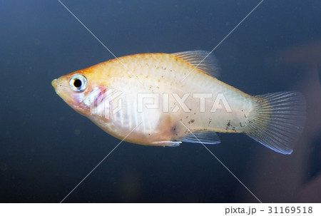 観賞魚 サンセットプラチナ 魚類 31169518