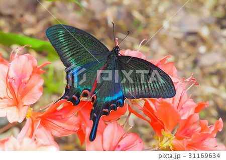 カラスアゲハ-ミヤマカラスアゲハ 31169634