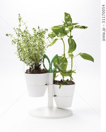 ヌキ 切り抜き 植物の写真素材