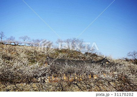 光陽市 梅 梅の村 31170202