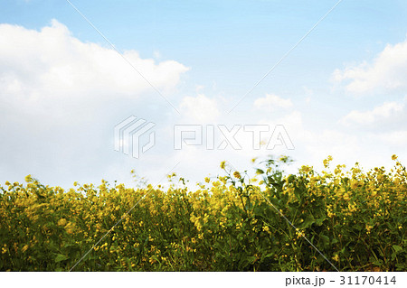 城山 菜種 菜種畑 31170414