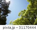 木 ローアングル 植物 31170444
