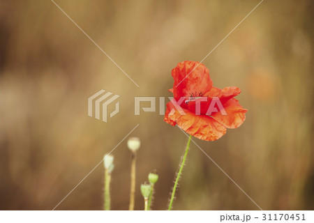 花 ケシ 自然 31170451