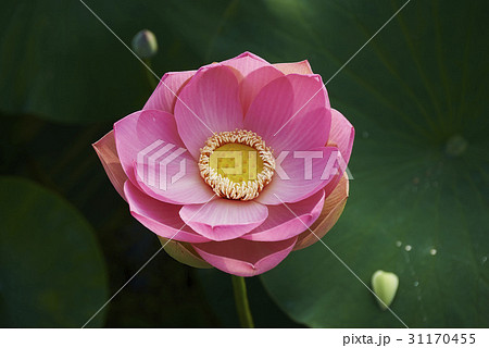 花 植物 蓮 31170455