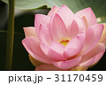 ピンク 蓮 クローズアップ 31170459