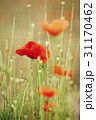 花 赤 植物 31170462