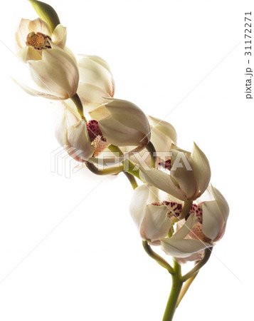 花 蘭 植物 31172271