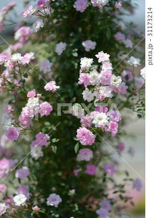 花 31173214