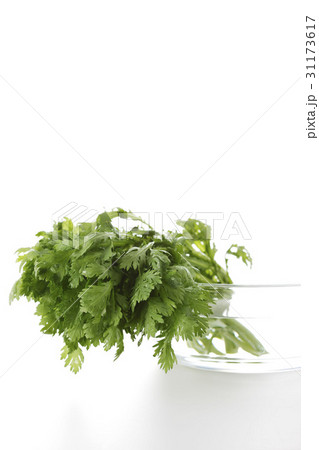 新鮮 春菊 ガラス 31173617