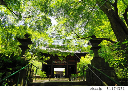 5月　鎌倉309新緑の青モミジ・妙本寺二天門 31174321