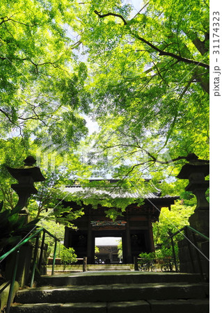 5月　鎌倉312新緑の青モミジ・妙本寺二天門 31174323