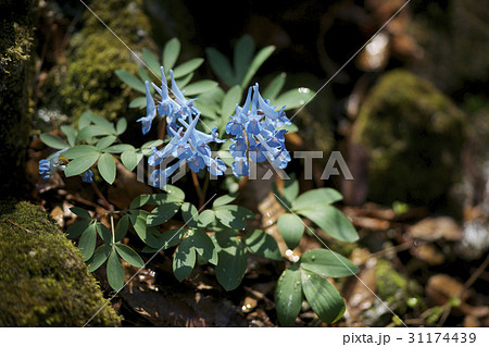 花 野生の花 自然 31174439
