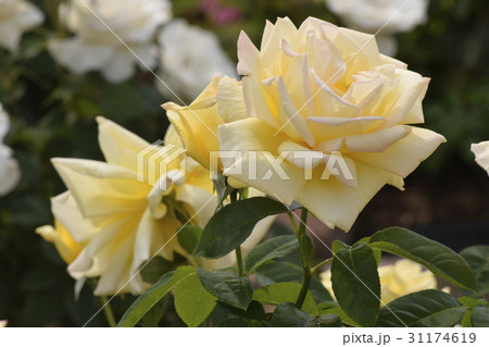 天津乙女（薔薇の品種） 31174619
