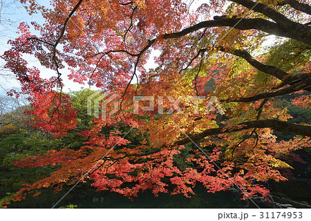 秋 紅葉 ベクアムサン 31174953