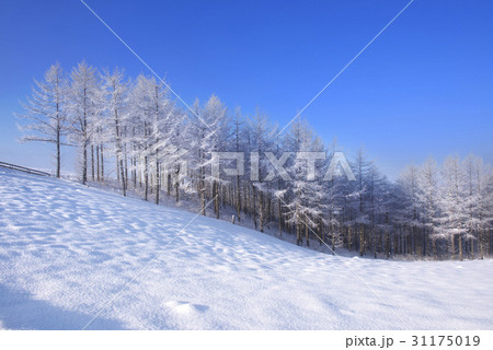 冬 大関嶺 雪景色 31175019