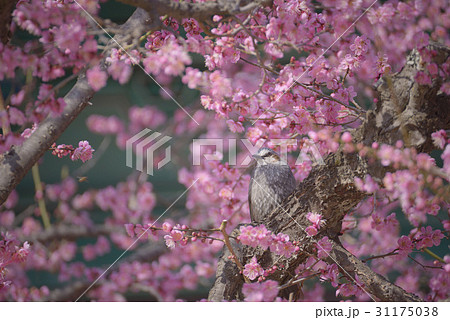 慶南 ヒヨドリ クローズアップ 31175038