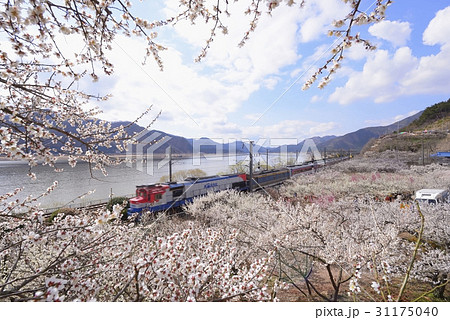 梅 ムグンファ号 風景 31175040