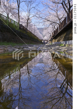 小川 桜 以上左遷 31175041