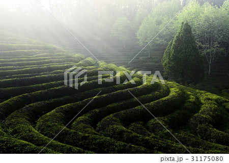 緑茶畑 の多元 霧 31175080