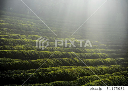 緑茶畑 の多元 宝城郡 31175081