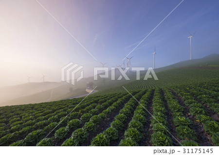 野原 運動場 畑 31175145