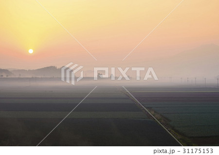 慶南 農業 ニンニク畑 31175153